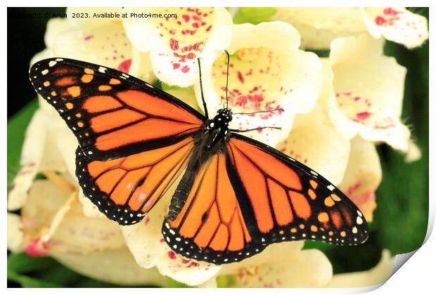 Butterfly on flower Print by Arun 