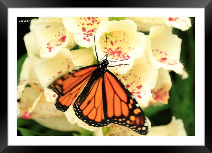 Butterfly on flower Framed Mounted Print by Arun 
