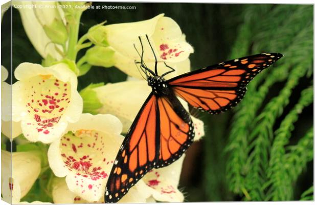 Butterfly on flower Canvas Print by Arun 