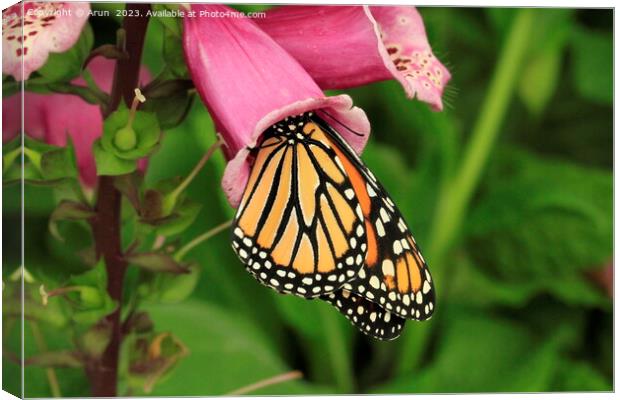 Butterfly on flower Canvas Print by Arun 