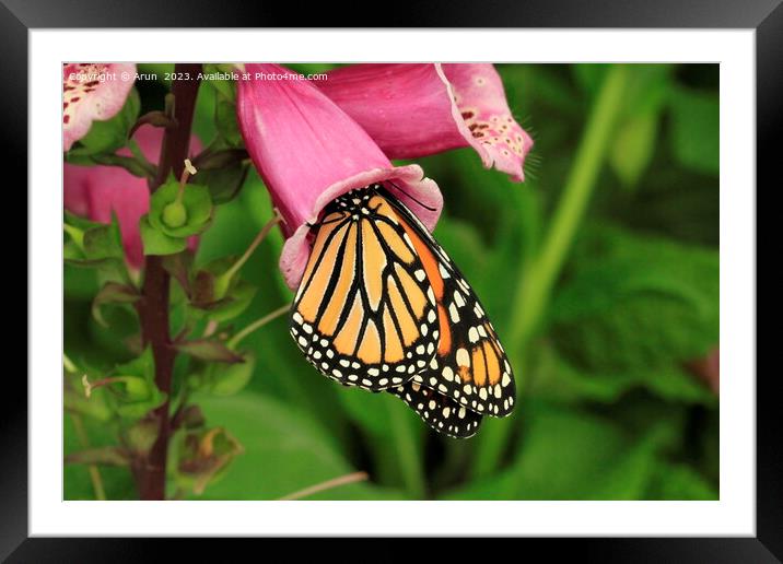 Butterfly on flower Framed Mounted Print by Arun 