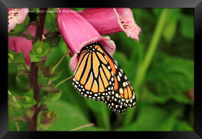 Butterfly on flower Framed Print by Arun 