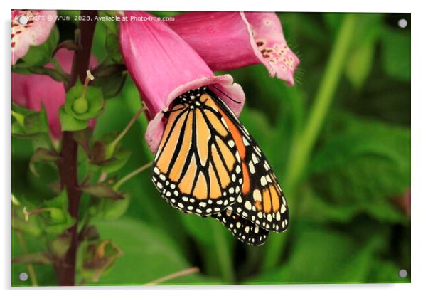 Butterfly on flower Acrylic by Arun 