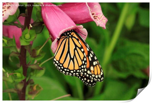 Butterfly on flower Print by Arun 