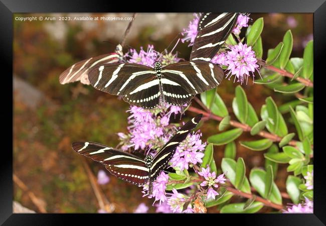 Butterflies on a flower in nature Framed Print by Arun 