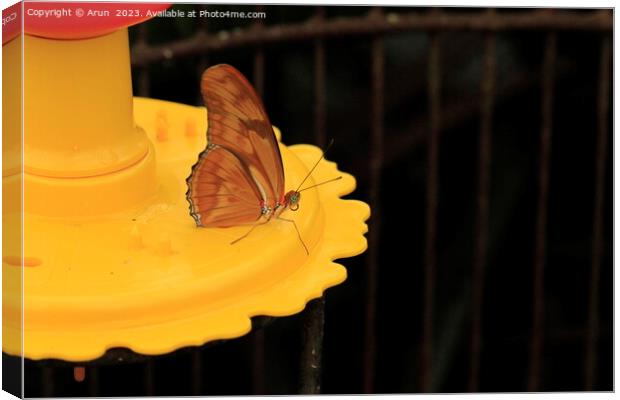 Butterfly on feeder Canvas Print by Arun 