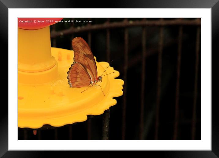 Butterfly on feeder Framed Mounted Print by Arun 
