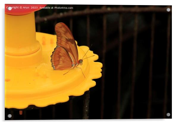 Butterfly on feeder Acrylic by Arun 