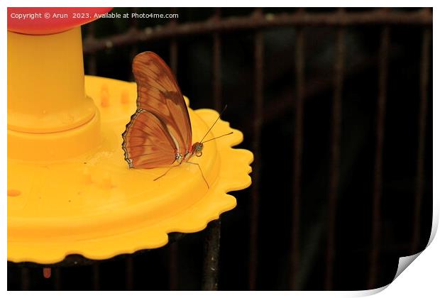 Butterfly on feeder Print by Arun 