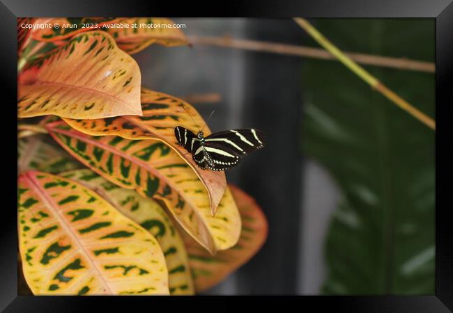 Butterflies on a flower in nature Framed Print by Arun 