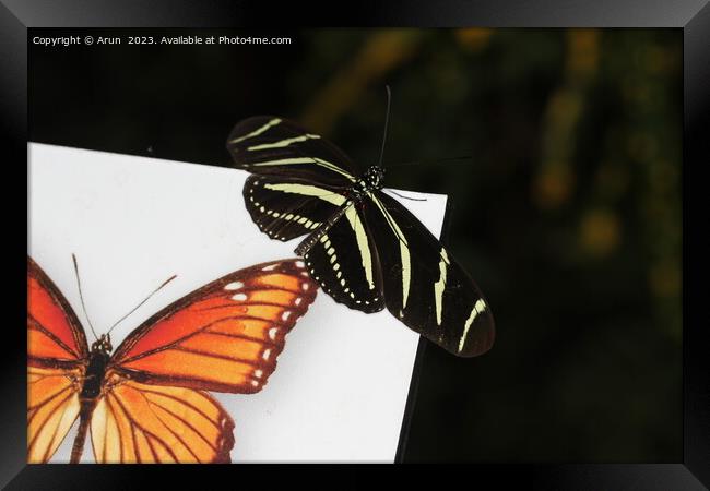 Butterflies on a flower in nature Framed Print by Arun 