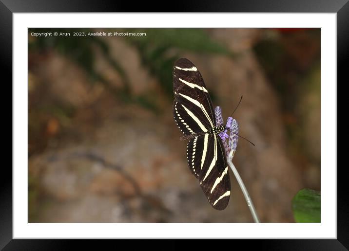 Butterflies on a flower in nature Framed Mounted Print by Arun 