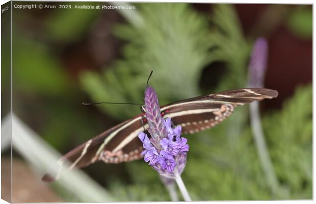 Butterflies on a flower in nature Canvas Print by Arun 