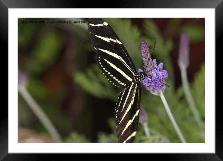 Butterflies on a flower in nature Framed Mounted Print by Arun 