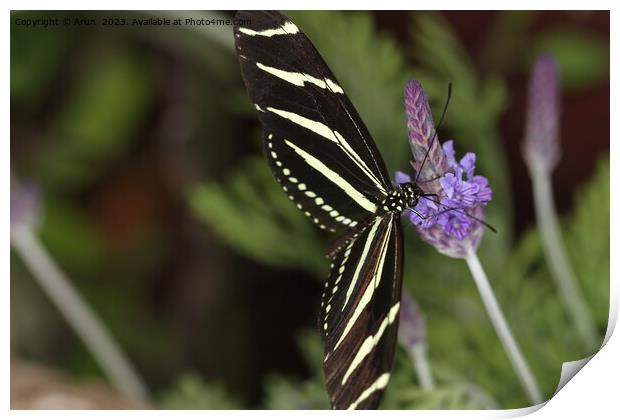 Butterflies on a flower in nature Print by Arun 