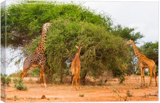 Masai Giraffes Canvas Print by Howard Kennedy
