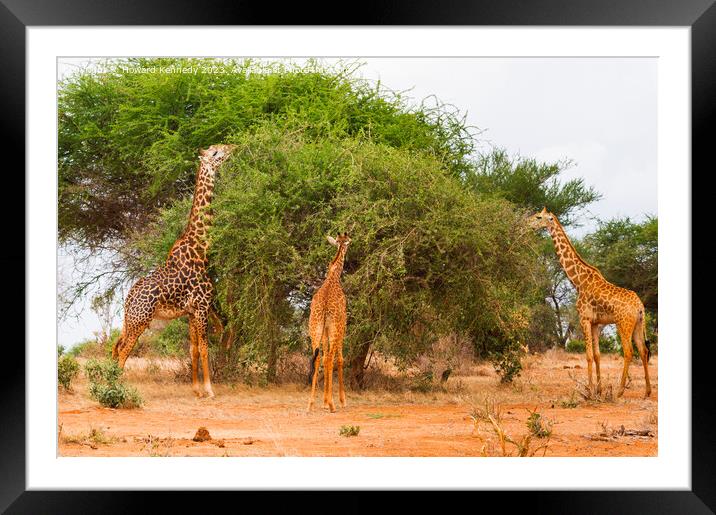 Masai Giraffes Framed Mounted Print by Howard Kennedy