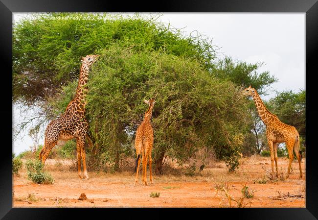 Masai Giraffes Framed Print by Howard Kennedy
