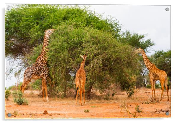 Masai Giraffes Acrylic by Howard Kennedy