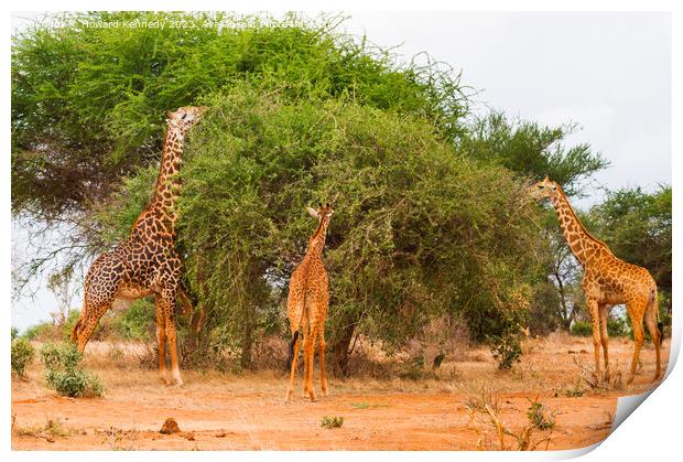 Masai Giraffes Print by Howard Kennedy