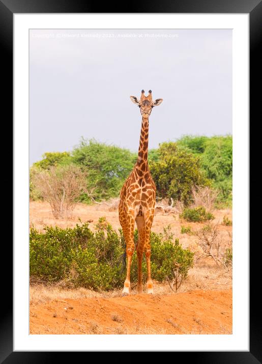 Masai Giraffe Framed Mounted Print by Howard Kennedy