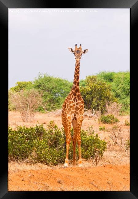 Masai Giraffe Framed Print by Howard Kennedy