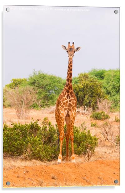 Masai Giraffe Acrylic by Howard Kennedy