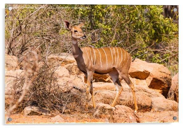Female Lesser Kudu Acrylic by Howard Kennedy