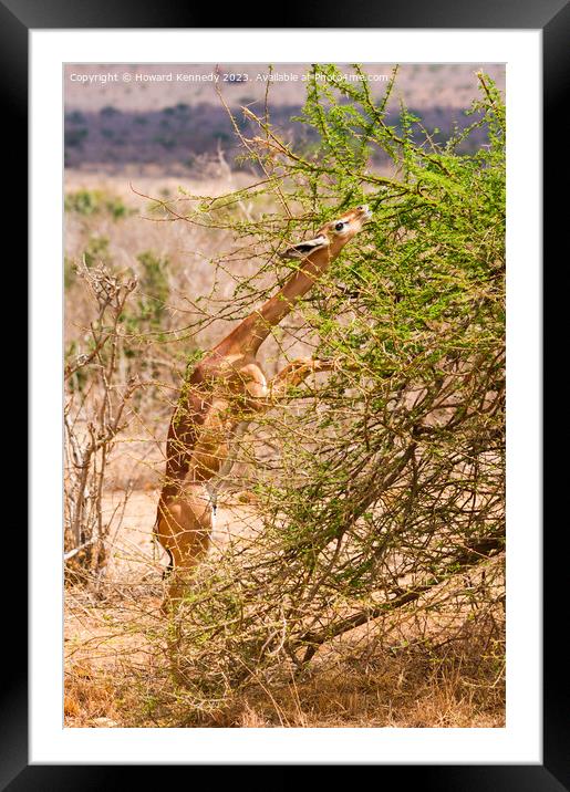 Gerenuk feeding Framed Mounted Print by Howard Kennedy
