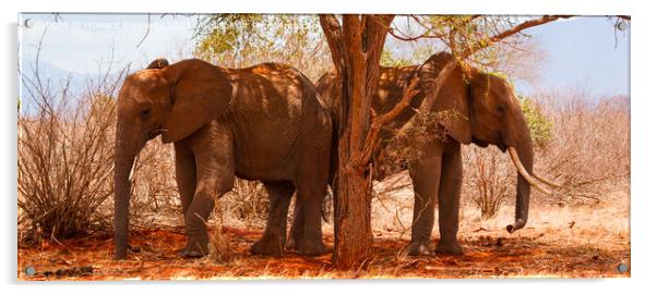 African Elephants Acrylic by Howard Kennedy