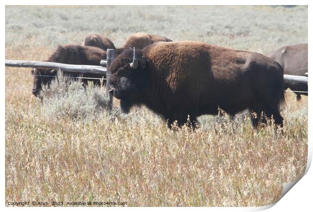Bison at Yellowstone national park in Wyoming USA Print by Arun 