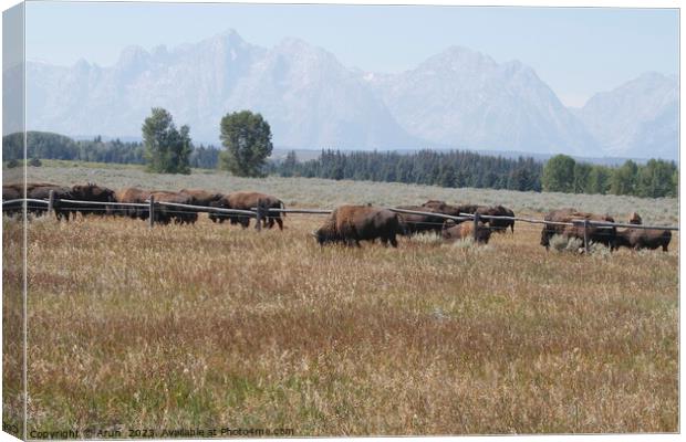 Bison at Yellowstone national park in Wyoming USA Canvas Print by Arun 