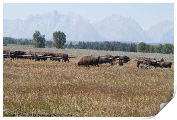 Bison at Yellowstone national park in Wyoming USA Print by Arun 