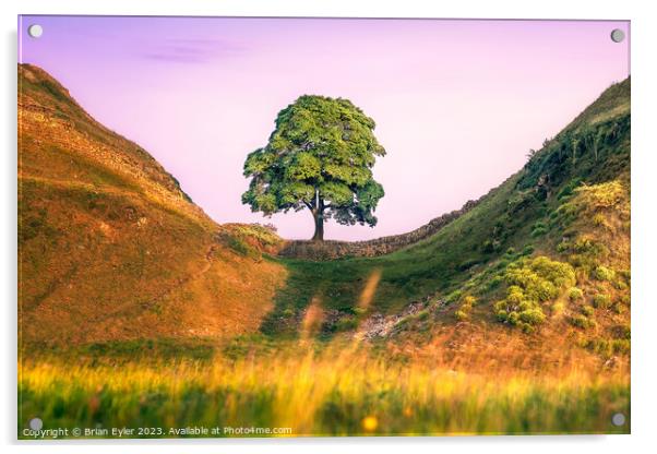 Sycamore Gap 