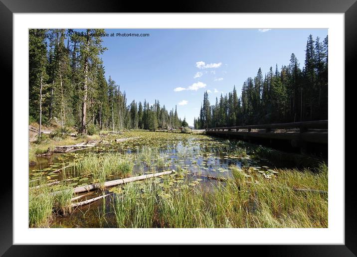 Yellowstone national park in Wyoming USA Framed Mounted Print by Arun 