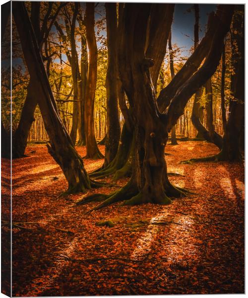 Autumn at Ethie Woods in Arbroath Scotland Canvas Print by DAVID FRANCIS
