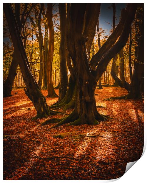 Autumn at Ethie Woods in Arbroath Scotland Print by DAVID FRANCIS