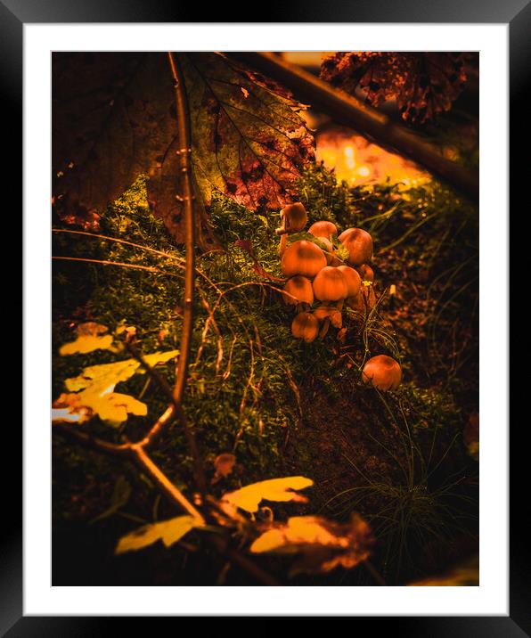 Autumn at Ethie Woods in Arbroath Scotland Framed Mounted Print by DAVID FRANCIS