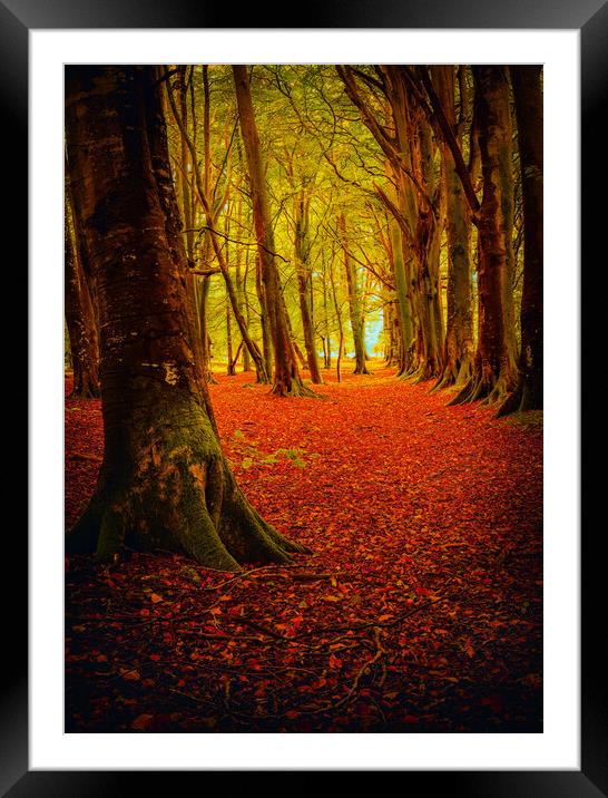 Autumn at Ethie Woods in Arbroath Scotland Framed Mounted Print by DAVID FRANCIS