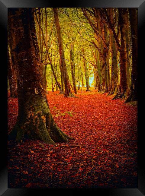 Autumn at Ethie Woods in Arbroath Scotland Framed Print by DAVID FRANCIS