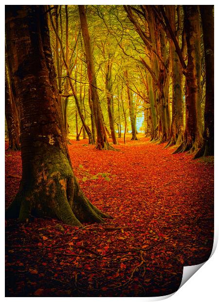 Autumn at Ethie Woods in Arbroath Scotland Print by DAVID FRANCIS