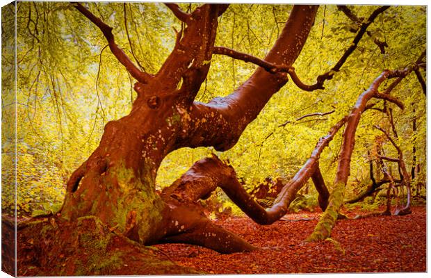 Autumn at Ethie Woods in Arbroath Scotland Canvas Print by DAVID FRANCIS