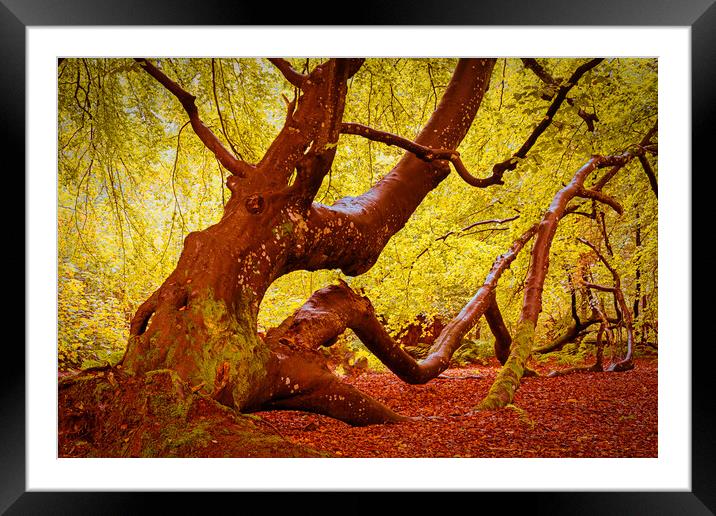 Autumn at Ethie Woods in Arbroath Scotland Framed Mounted Print by DAVID FRANCIS