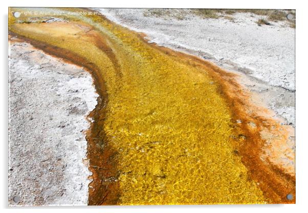 Sulfur Geysers at Yellowstone national park in Wyoming USA Acrylic by Arun 