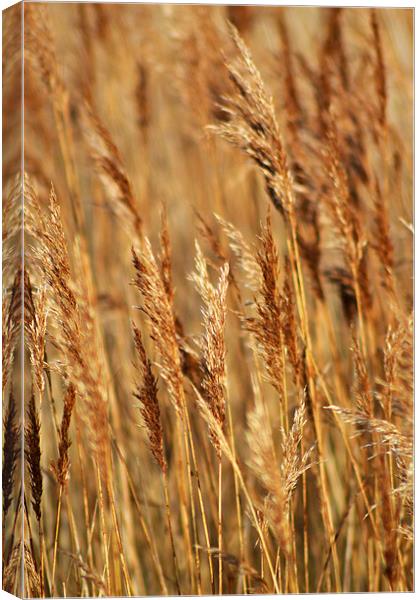 Autumnal Glow Canvas Print by Donna Collett