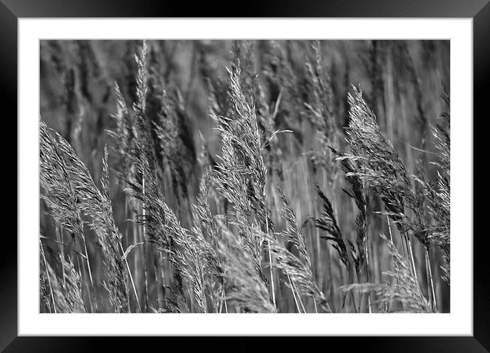 Reeds Framed Mounted Print by Donna Collett