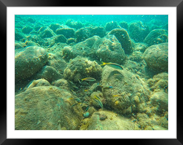  fish swiming under water Framed Mounted Print by kathy white