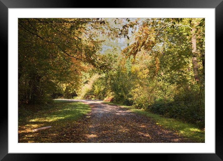 A Walk in Woods Framed Mounted Print by Sally Wallis