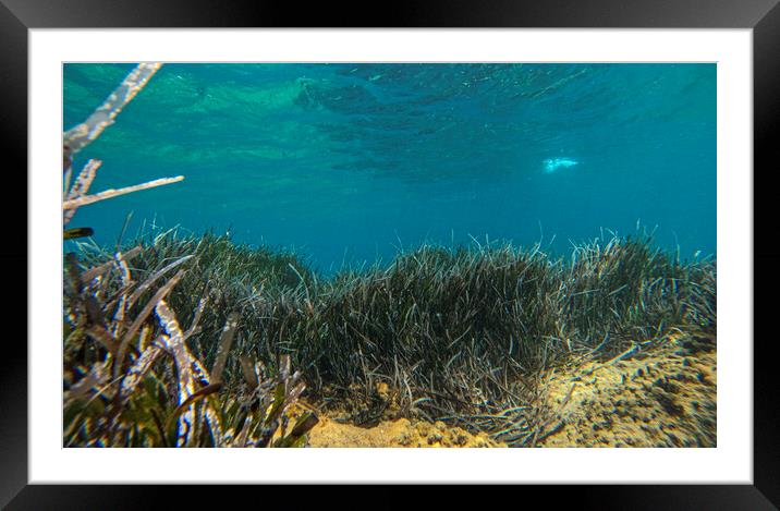 underwater grass Framed Mounted Print by kathy white