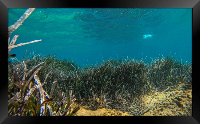 underwater grass Framed Print by kathy white